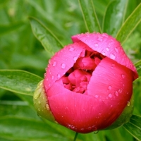 Couleur pivoine