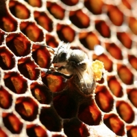 Naissance d'une abeille