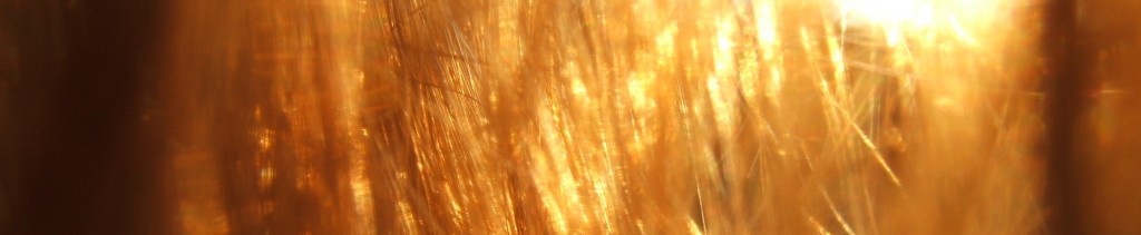 Rayon de soleil à travers un rideau de cheveux - Lyxa's photographs